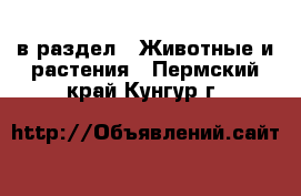  в раздел : Животные и растения . Пермский край,Кунгур г.